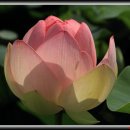 일향(一香) 이미지