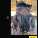 주식회사 힐링타임 | 2026 힐링승마지원사업 신청 방법 / 힐링승마 후기 / 개인 승마레슨 후기 / 시흥 [월드승마학교]