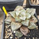 대아수퍼 이미지