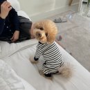 잘나가는 강아지 이미지