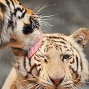 그루밍 영 이미지