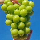 감골농장 이미지