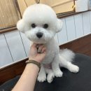 살롱드댕댕 이미지