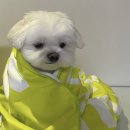 이상흠이비인후과의원 | 더위에 지친 집순이의 일상