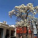 그저모이기 | 대구 명덕역 목련 명소 블루리본 디저트 맛집 그저모이기 내돈내산 후기 주차 가능한 카페