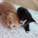 고양이 별 이미지