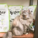 뱃살야옹 이미지