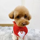 솔펫살롱 이미지