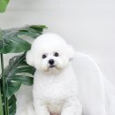 멍데이즈 이미지