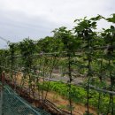 시골나들이 이미지