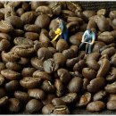 ﻿커피전문점 프렌차이즈 모집 체계적이고 지속적인 관리 커피전문점 창업﻿(라오스 아라비카 커피 전문점) 이미지