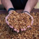 명성농장 | 코스타리카 돈마요 농장의 허니 프로세스, 완벽한 단맛의 밸런스를 찾아서