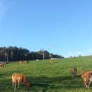 강원특별자치도축산기술연구소 이미지