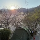 무릉도원 캠핑장 | 부산 근교 벚꽃 캠핑 추천｜양산 무릉도원 캠핑장 아이랑 후기 (4월)