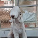 달이네 애견미용실 이미지