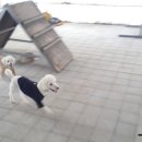 세종애견훈련소 네이버블로그