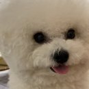 개바라기 이미지