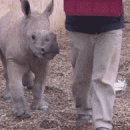 코뿔소PC 이미지