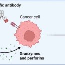 The Commun 이미지