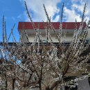 조산공원길 | [2026 양양 벚꽃축제] 지금 실시간 만개! 조산대교 벚꽃 터널 주차 및 먹거리 총정리 🌸