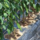 영남고추방앗간 | [이우영 기자] 청양군 농부밥상과 농부마켓 그리고 청양고추 - 9월 고추 관측정보