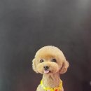 루이스독 이미지