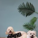 댕그라운드 이미지