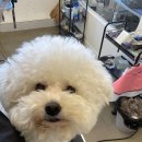 The 사랑할 개 이미지