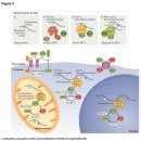 Slowing ageing by design: the rise of NAD+ and sirtuin-activating compounds 이미지