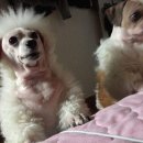 시블링즈 이미지