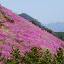 일) 전주 아중산악회 4월09일 천주산(창원)산행 안내 이미지