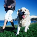 올바르개 이미지