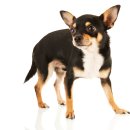 츄츄 동물병원 이미지