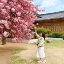 타이밍 | 국회의사당 사랑재 겹벚꽃 실시간 개화상태 4월17일 이번주 타이밍 후기