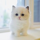 도그플러스 애견미용 이미지