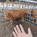 옥천한우농장 이미지