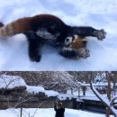 데굴데굴 이미지