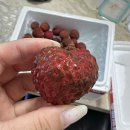 송마켓 | 서브마켓 송사장 프리미엄 생 레드찹쌀리치 후기