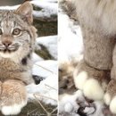 왕발고양이 이미지