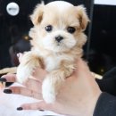 호야펫 구리점 이미지