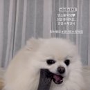 경산염소정육점