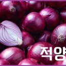적돈 이미지