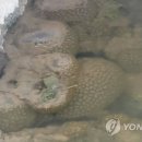 김포개발태양광발전소 이미지