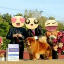 챔피언 애견농장 이미지