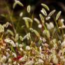 강아지풀 이미지