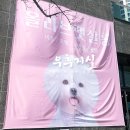 올리브펫살롱 이미지