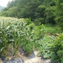 선화농장2 이미지