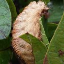 LARVA STAGE 이미지