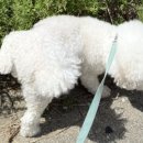 위드퍼피 애견미용실 이미지