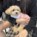 멍바라기 | #틈틈기록 #12월2주차 #약속퍼레이드